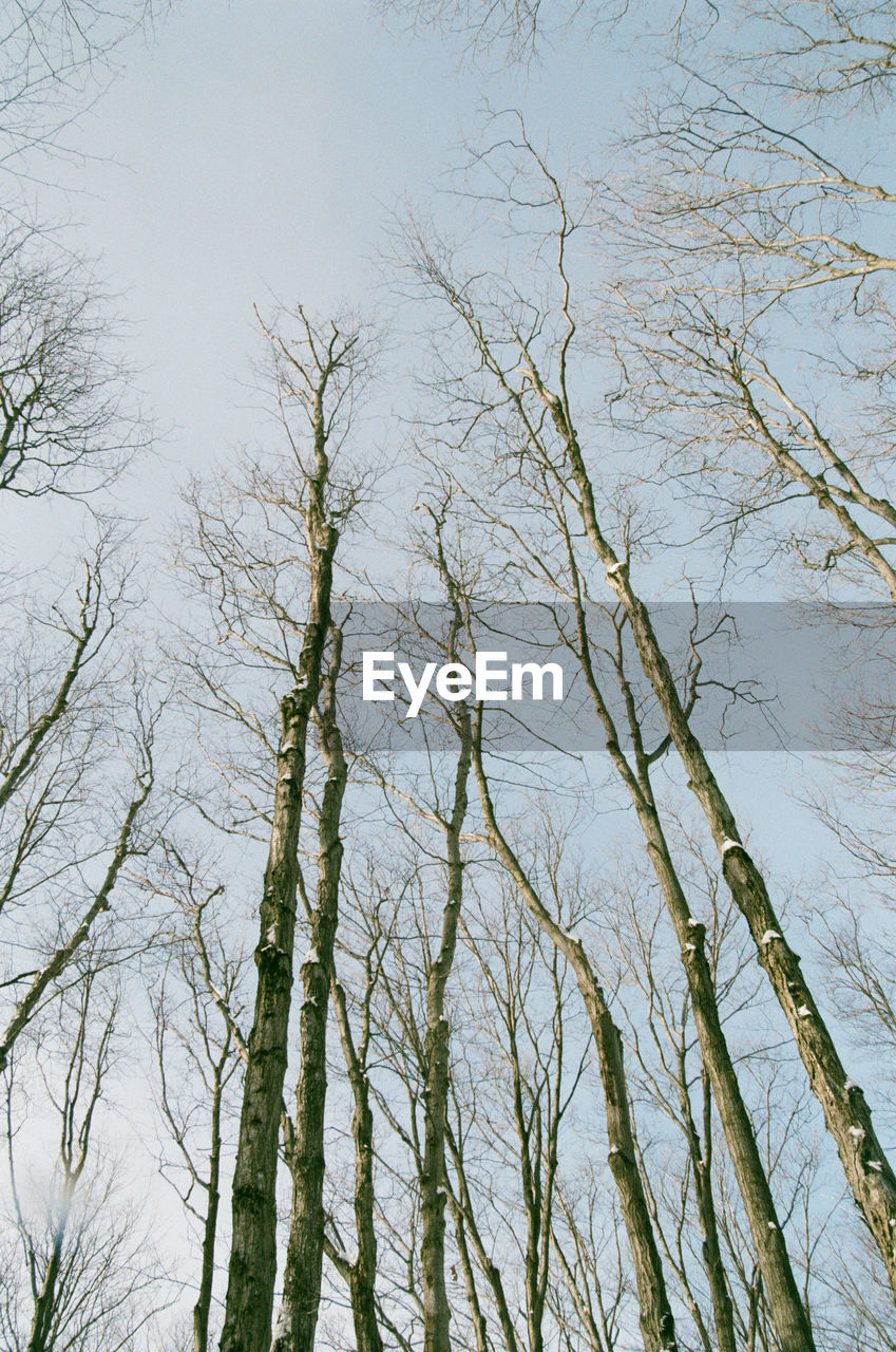 LOW ANGLE VIEW OF TREES AGAINST SKY