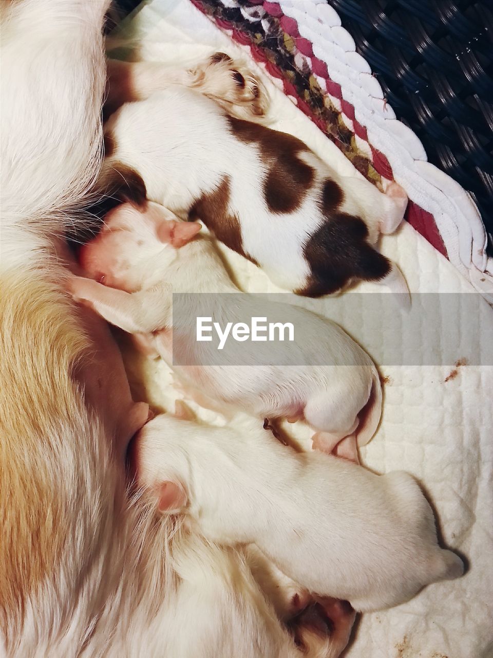Midsection of female dog feeding puppies on pet bed