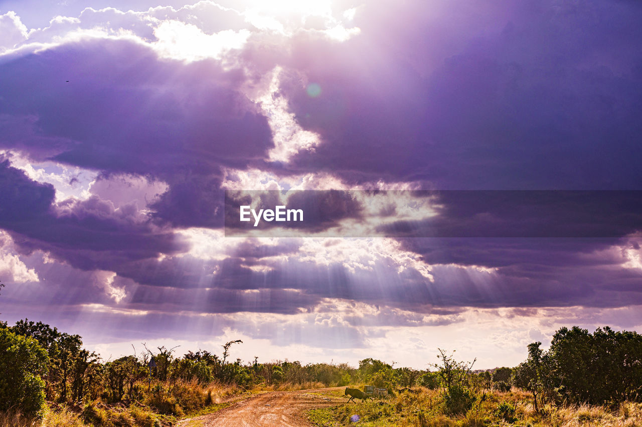 sky, cloud, environment, landscape, horizon, nature, sunlight, beauty in nature, plant, tree, land, dusk, scenics - nature, morning, no people, dramatic sky, cloudscape, sunbeam, sun, outdoors, tranquility, travel, summer, field, storm, blue, rural scene, travel destinations, forest, light - natural phenomenon