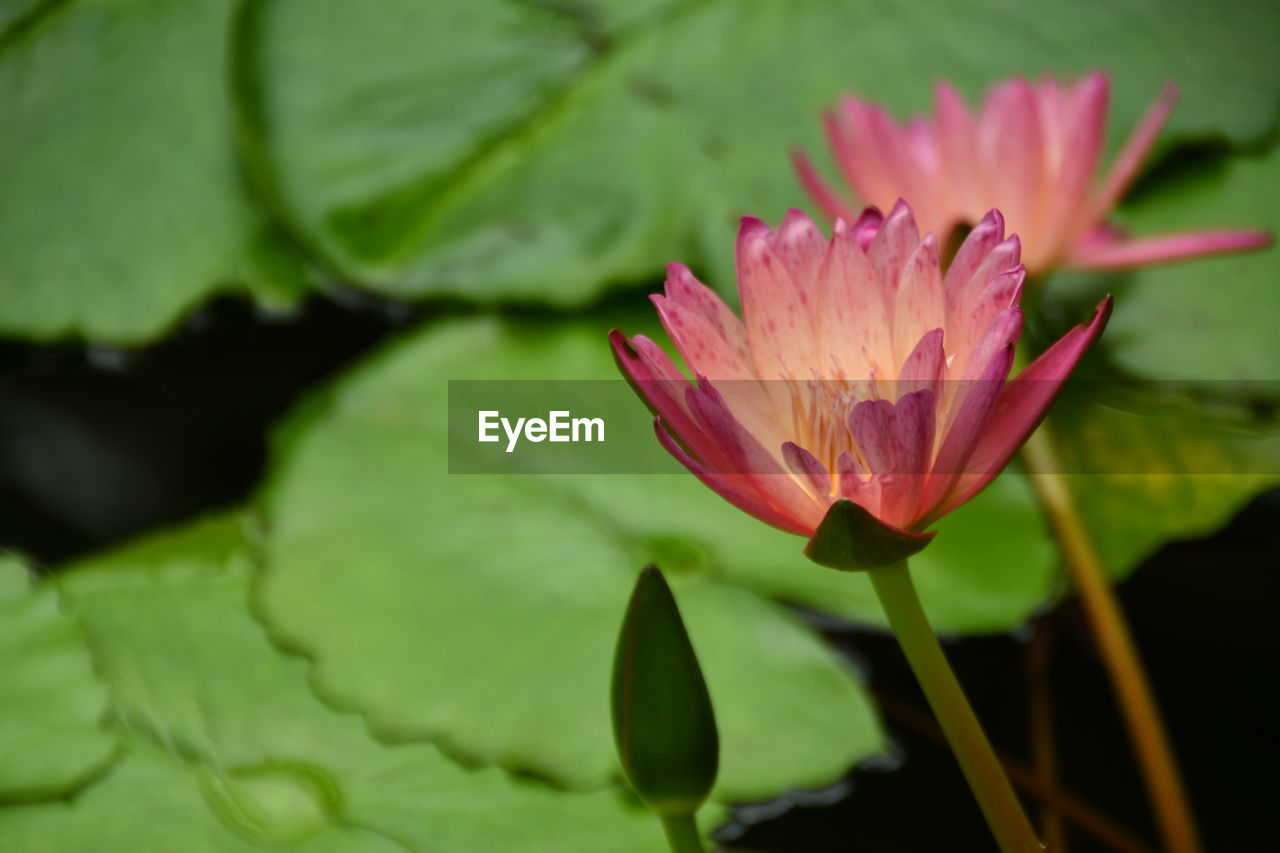 CLOSE-UP OF PINK LOTUS WATER LILY