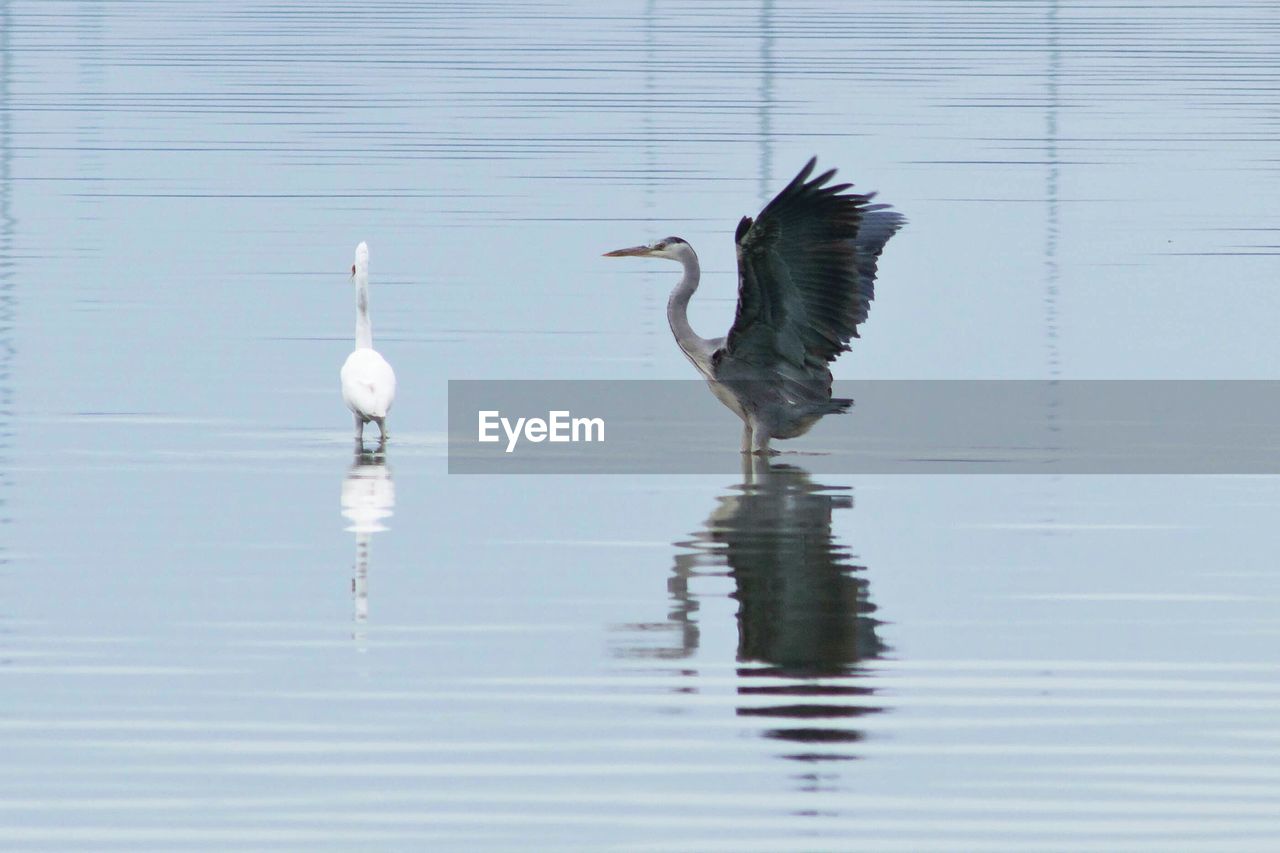 BIRDS FLYING BY LAKE