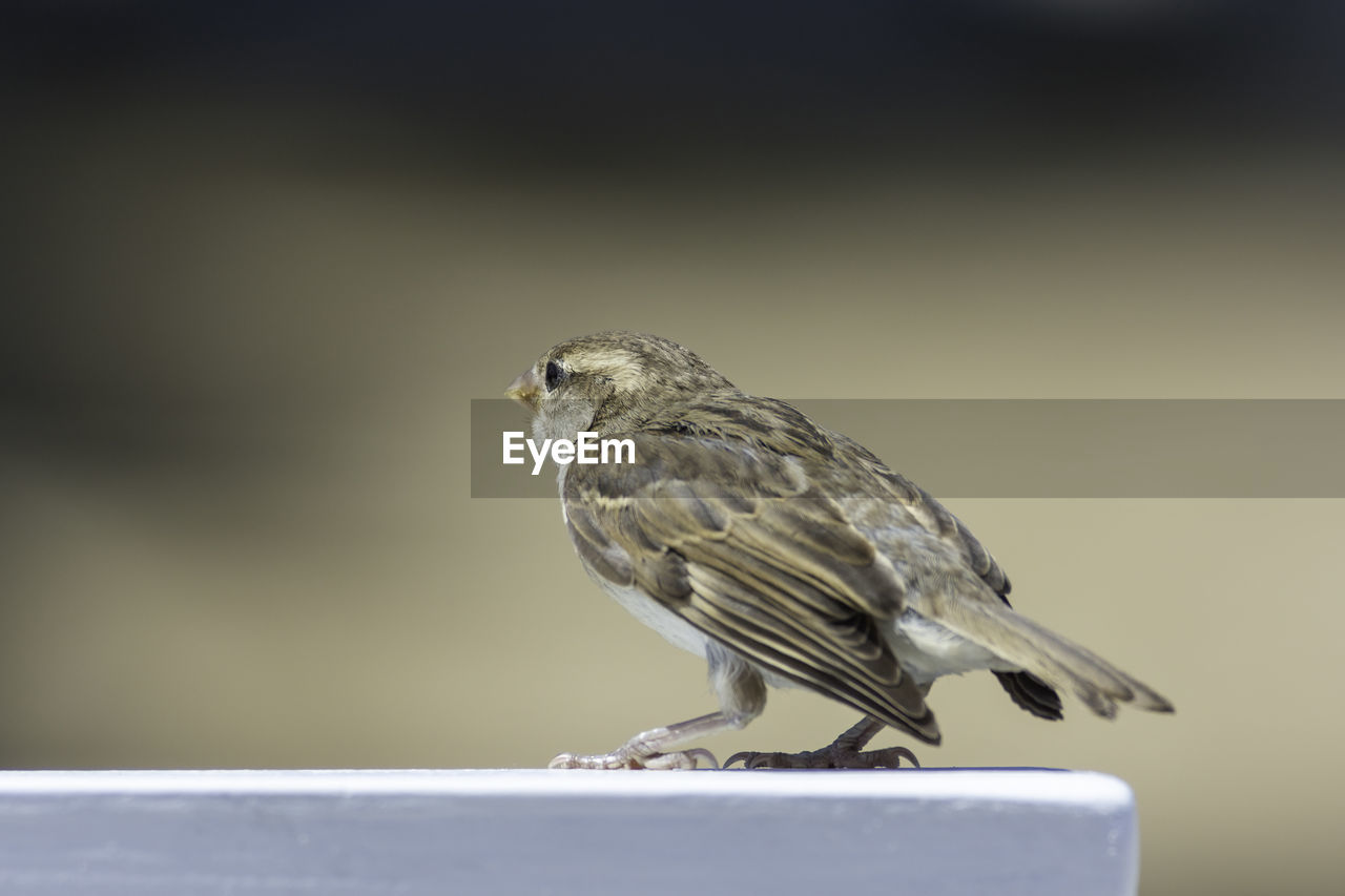 Close-up of bird perching on a metal