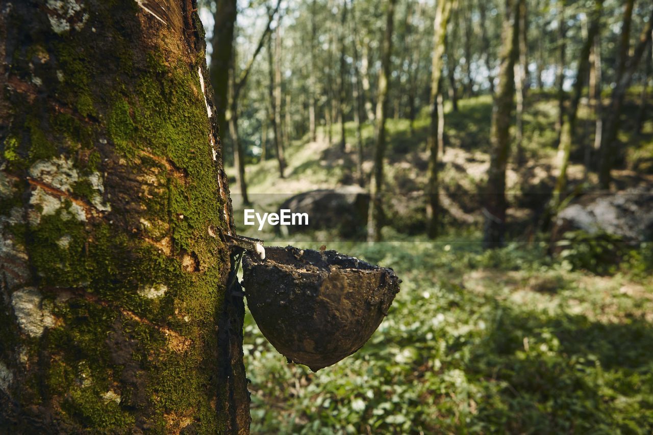 CLOSE-UP OF TREE TRUNK AMIDST PLANTS IN FOREST