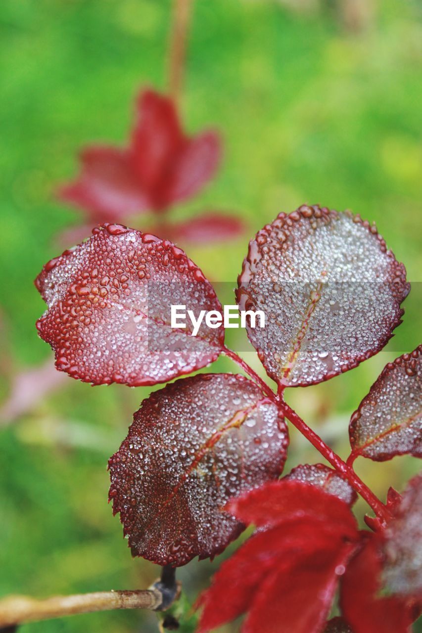 CLOSE-UP OF RED MUSHROOM ON FIELD