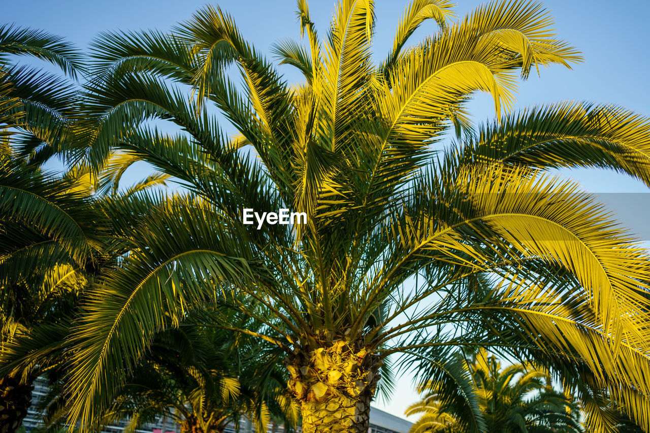 LOW ANGLE VIEW OF COCONUT PALM TREES AGAINST SKY