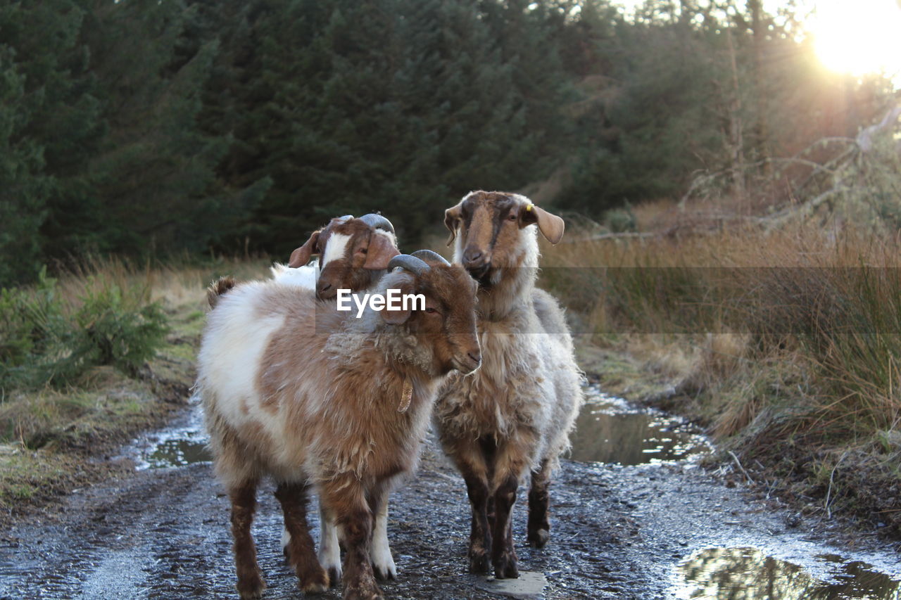 VIEW OF DOGS STANDING IN WATER