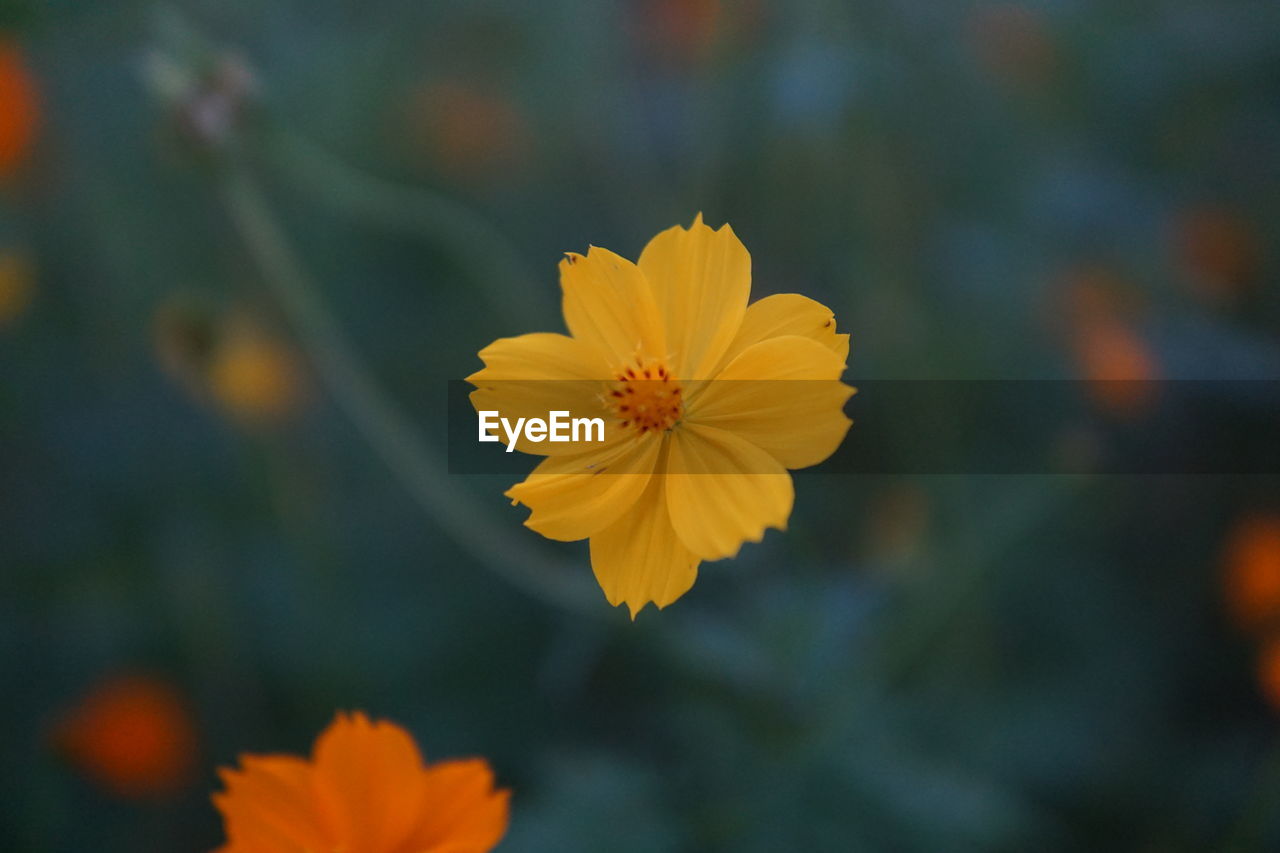 Close-up of yellow flowering plant