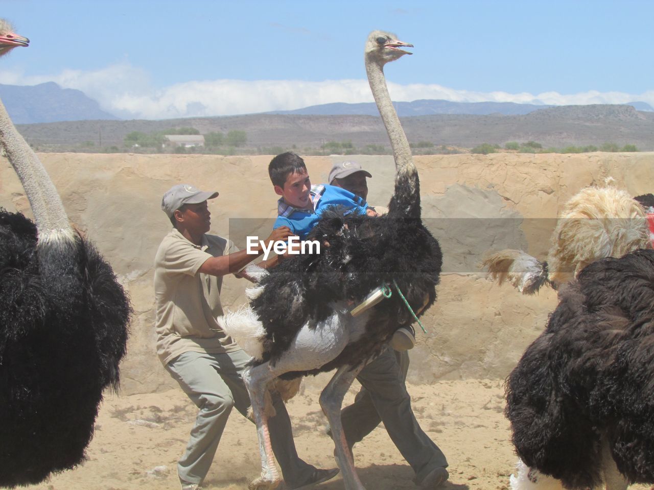 Men holding boy sitting on ostrich at oudtshoorn