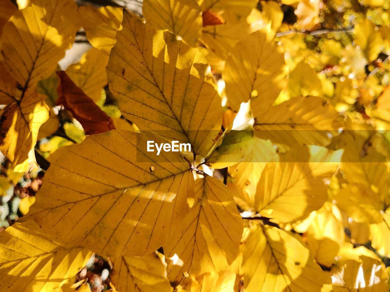 CLOSE-UP OF YELLOW LEAVES ON PLANT