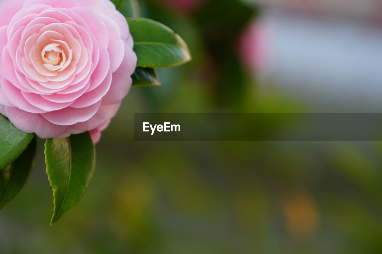 Close-up of pink camellia