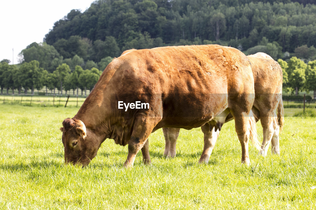 COW ON FIELD