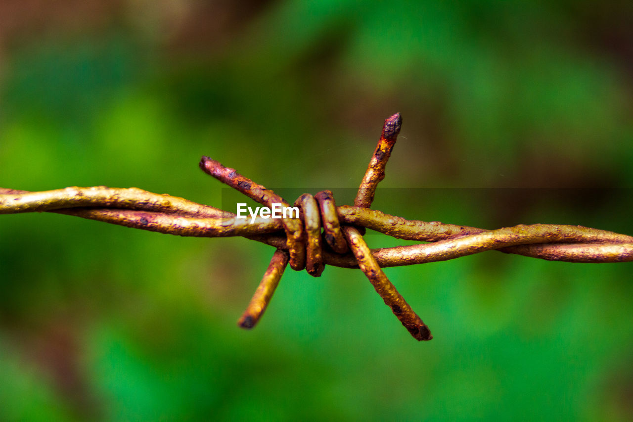 CLOSE-UP OF GRASSHOPPER