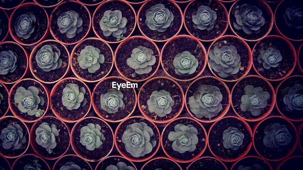 Full frame shot of potted plant