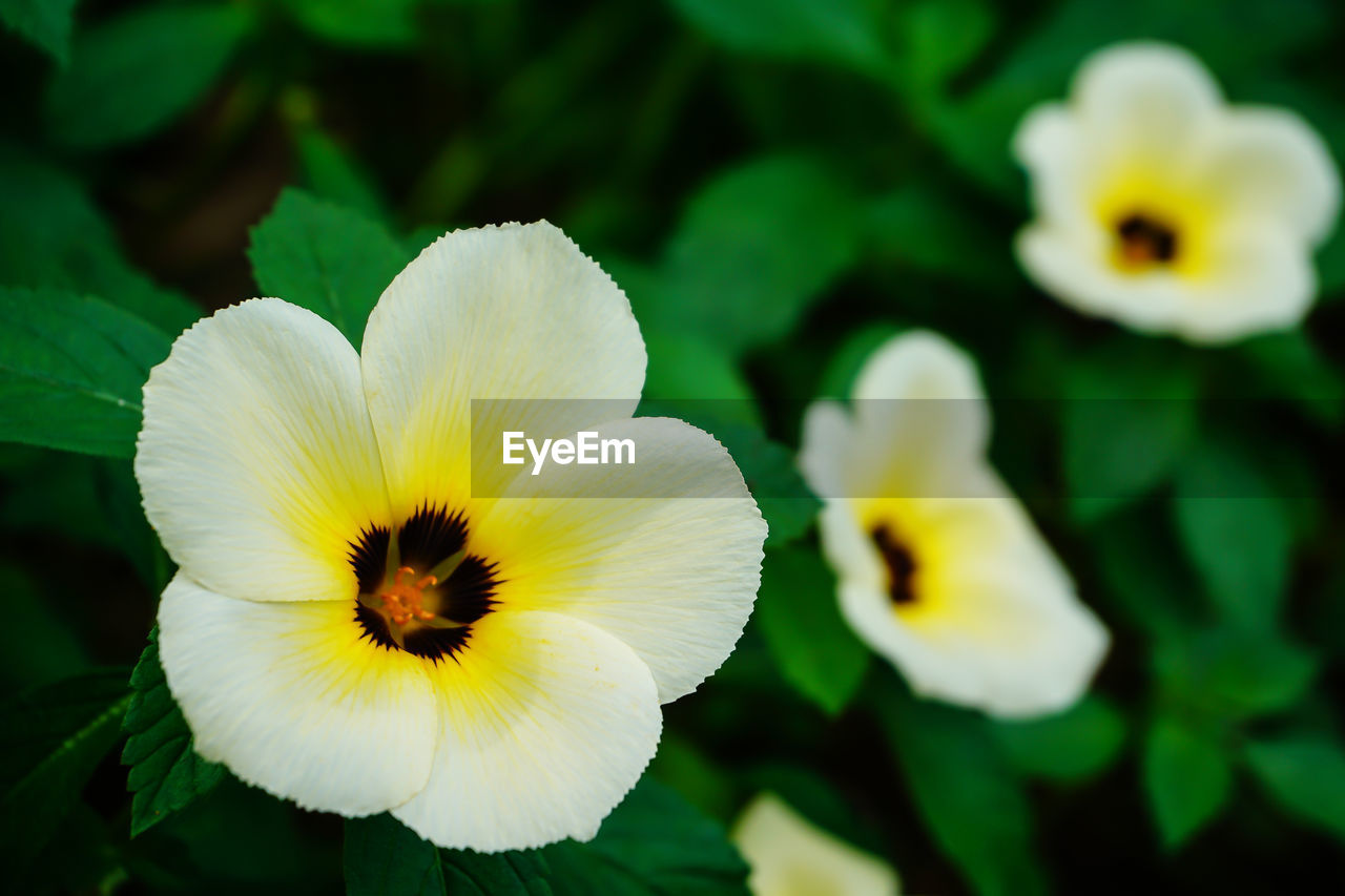 Close-up of white flowering plant