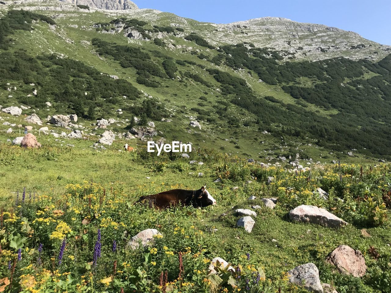 VIEW OF A HORSE ON FIELD