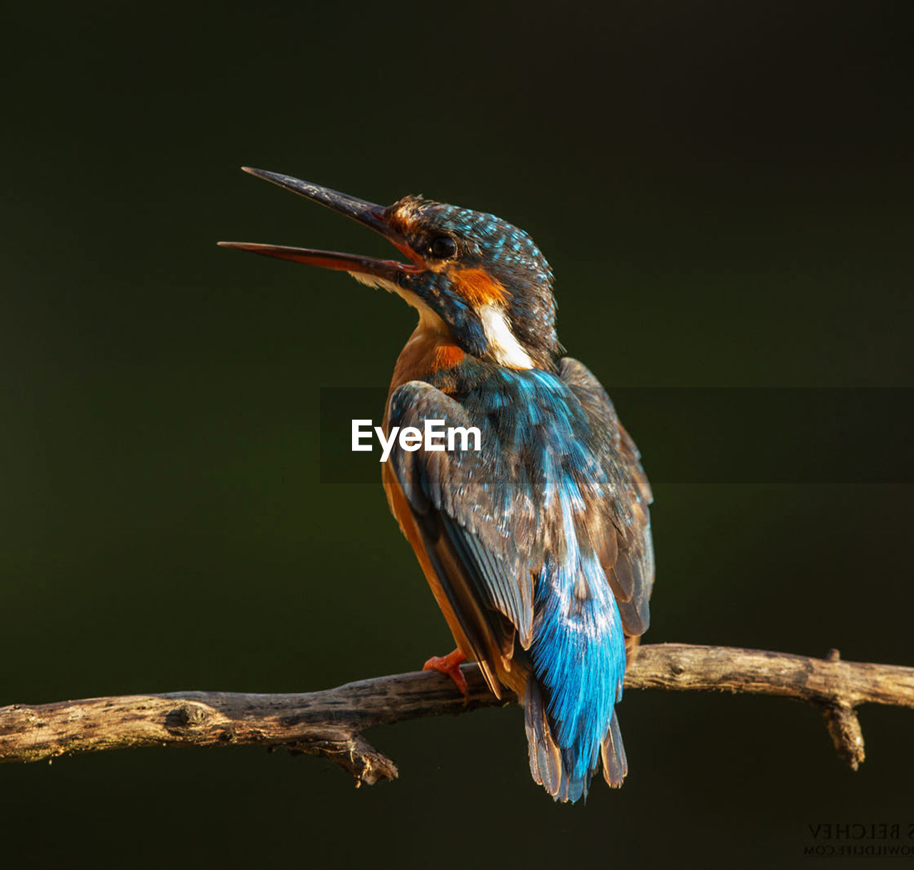 Close-up of bird perching on a branch