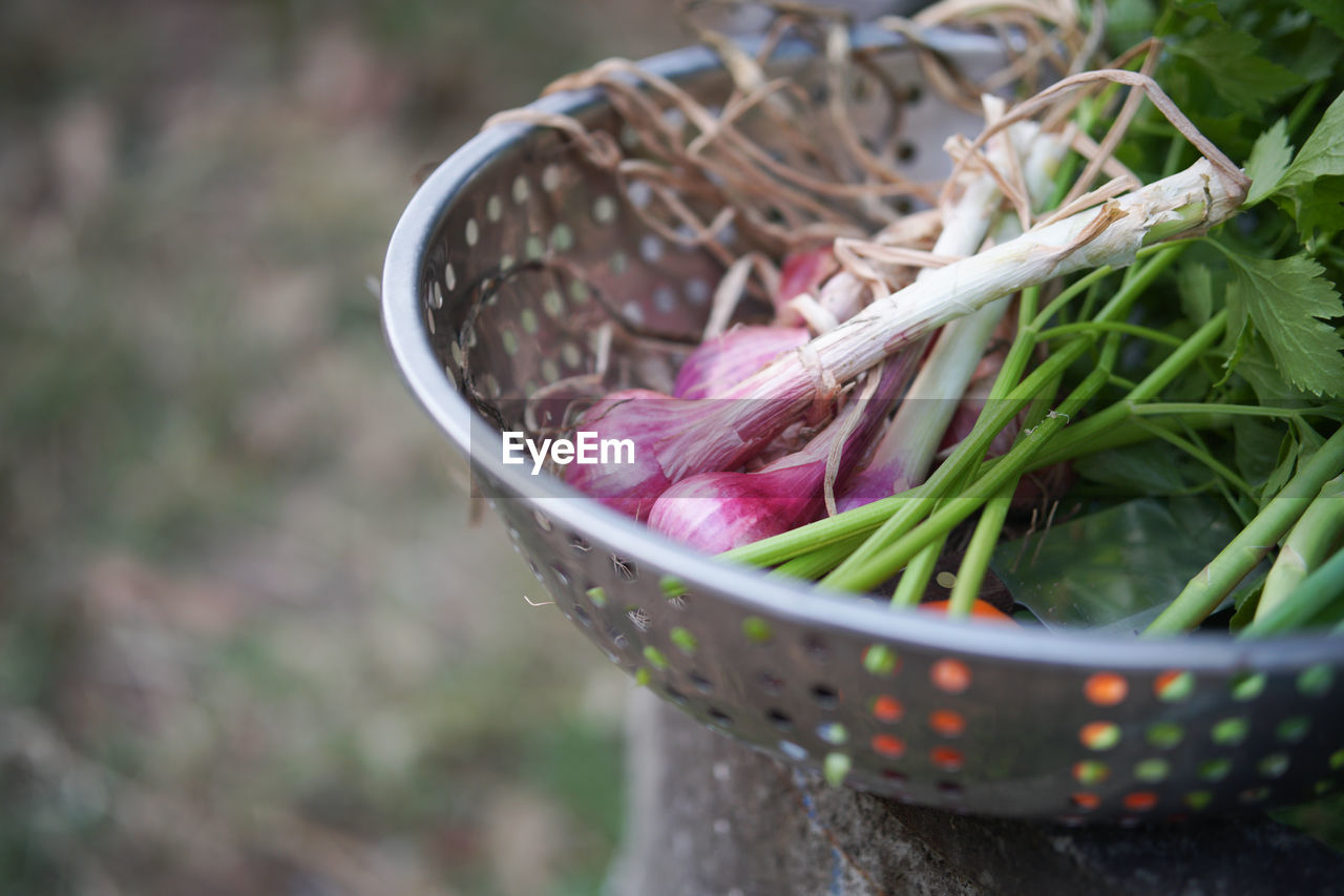 Celery shallot tomatoes vegetable harvesting from garden farm