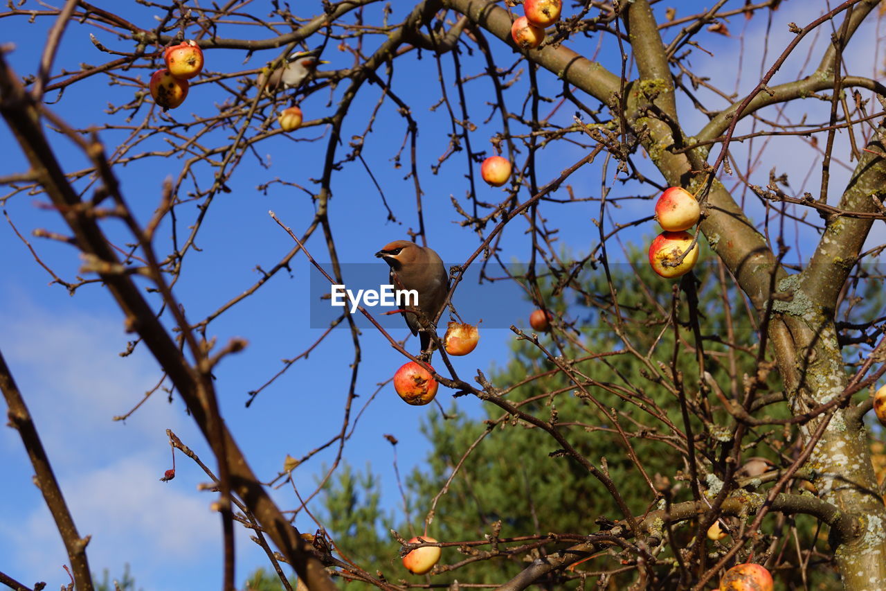 Low angle view of bird perching on tree against sky