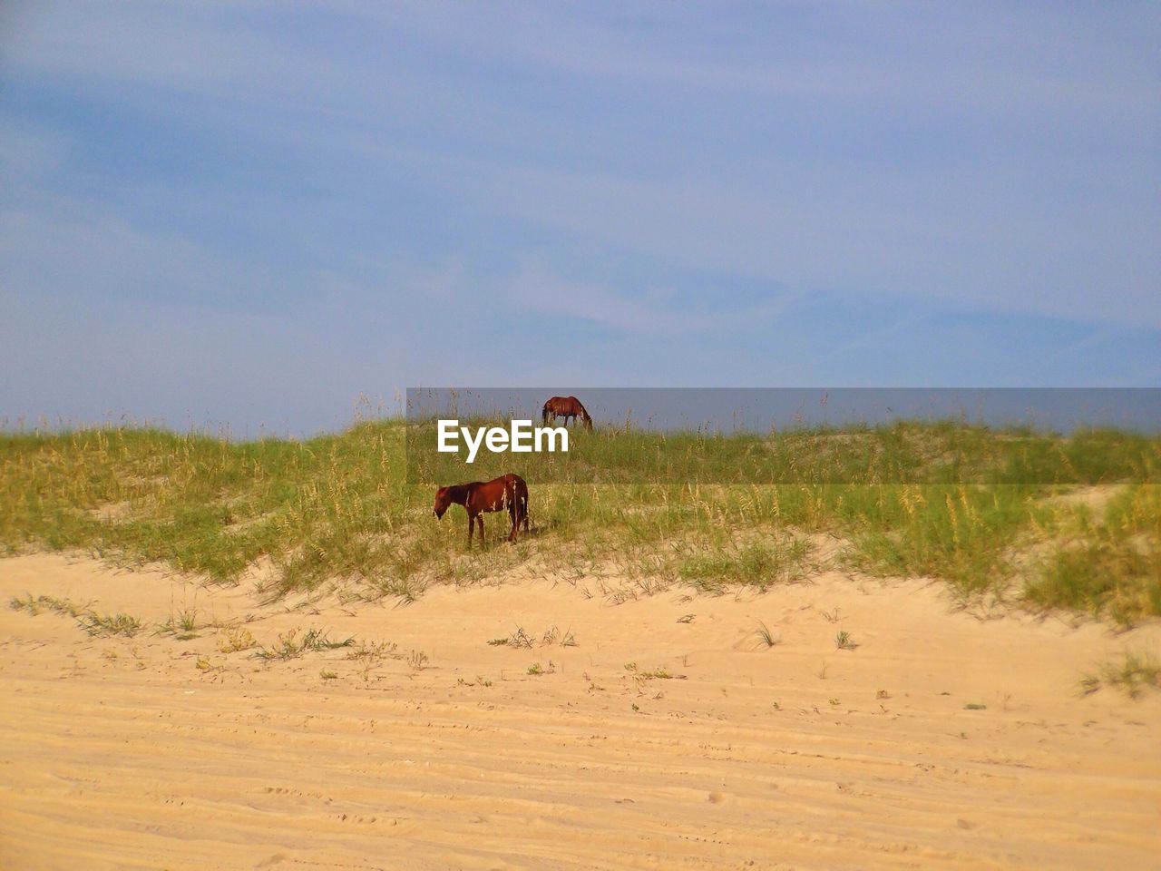 HORSES ON FIELD