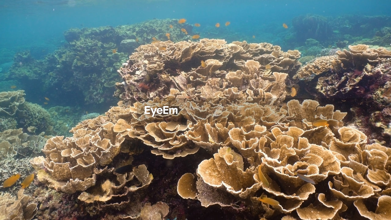 Tropical fish on a coral reef. wonderful and beautiful underwater world with corals 