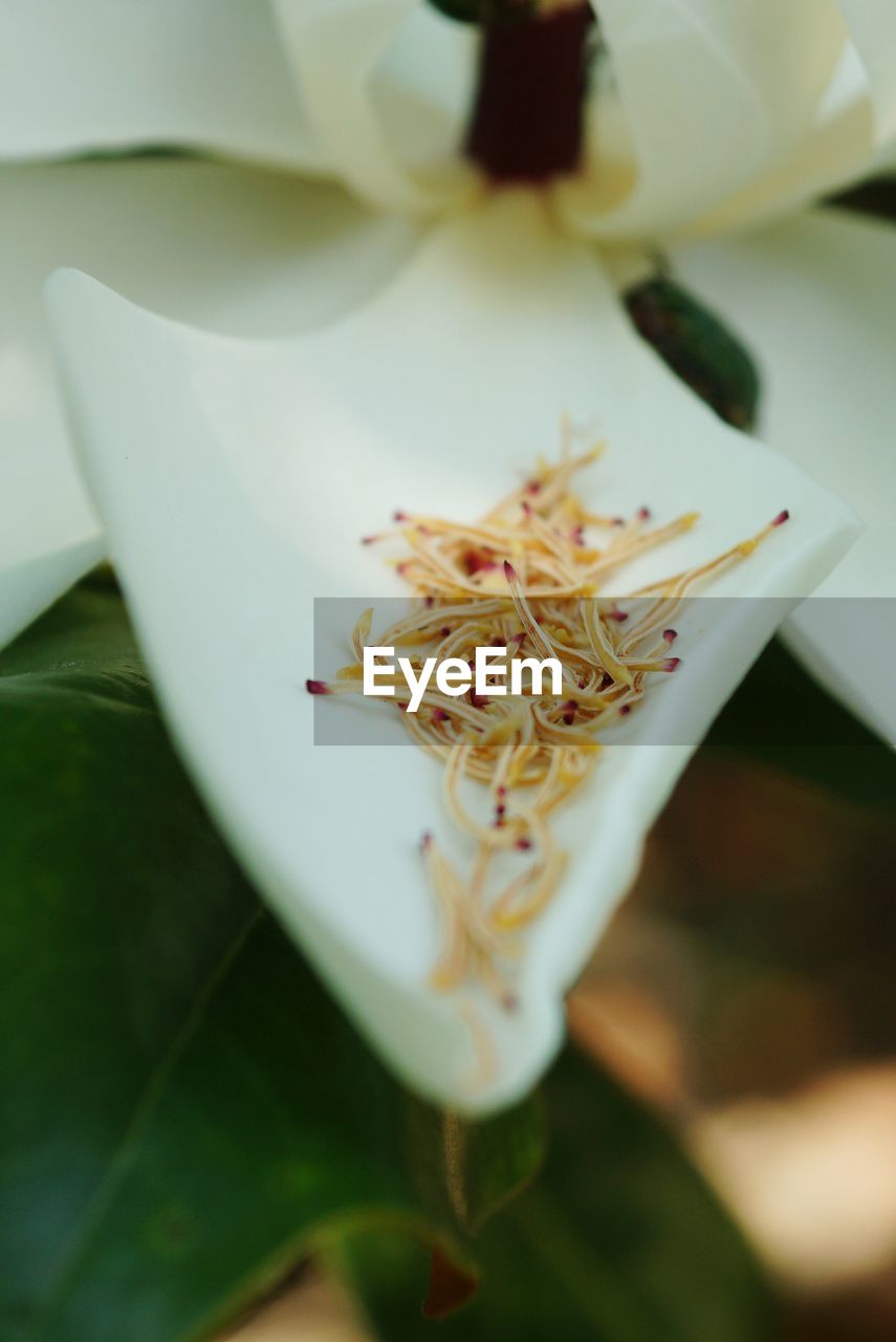 Close-up of pollens on white flower