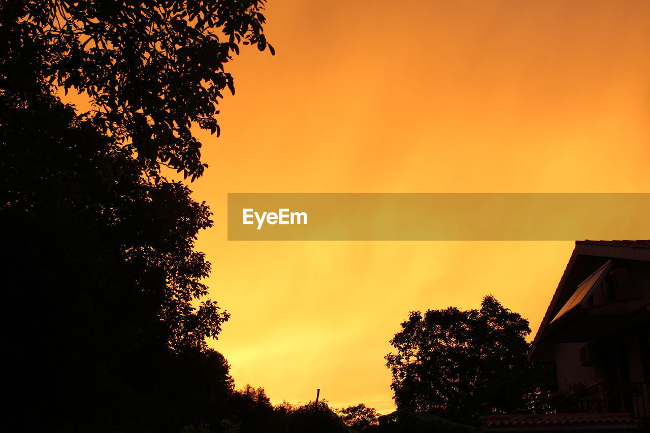 LOW ANGLE VIEW OF TREES AT SUNSET