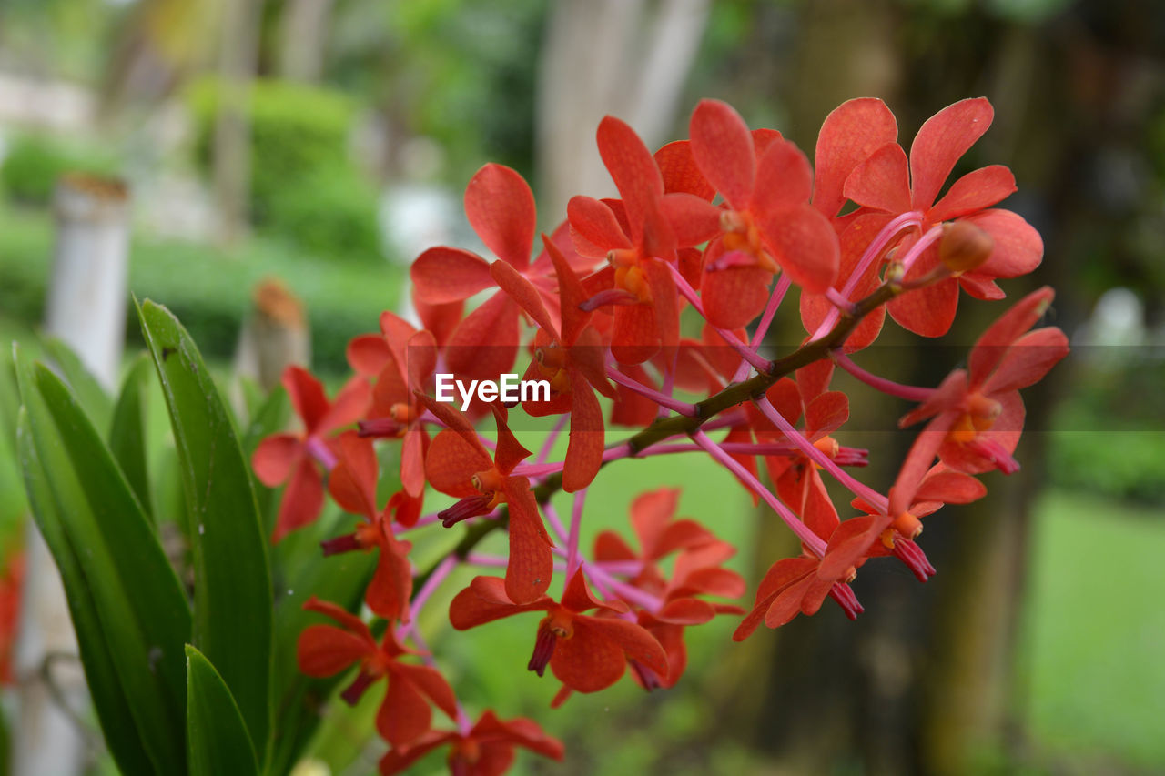 CLOSE-UP OF RED FLOWERS