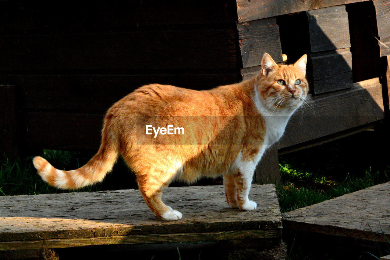 A ginger cat in a cat shelter, with the light of the sunset.