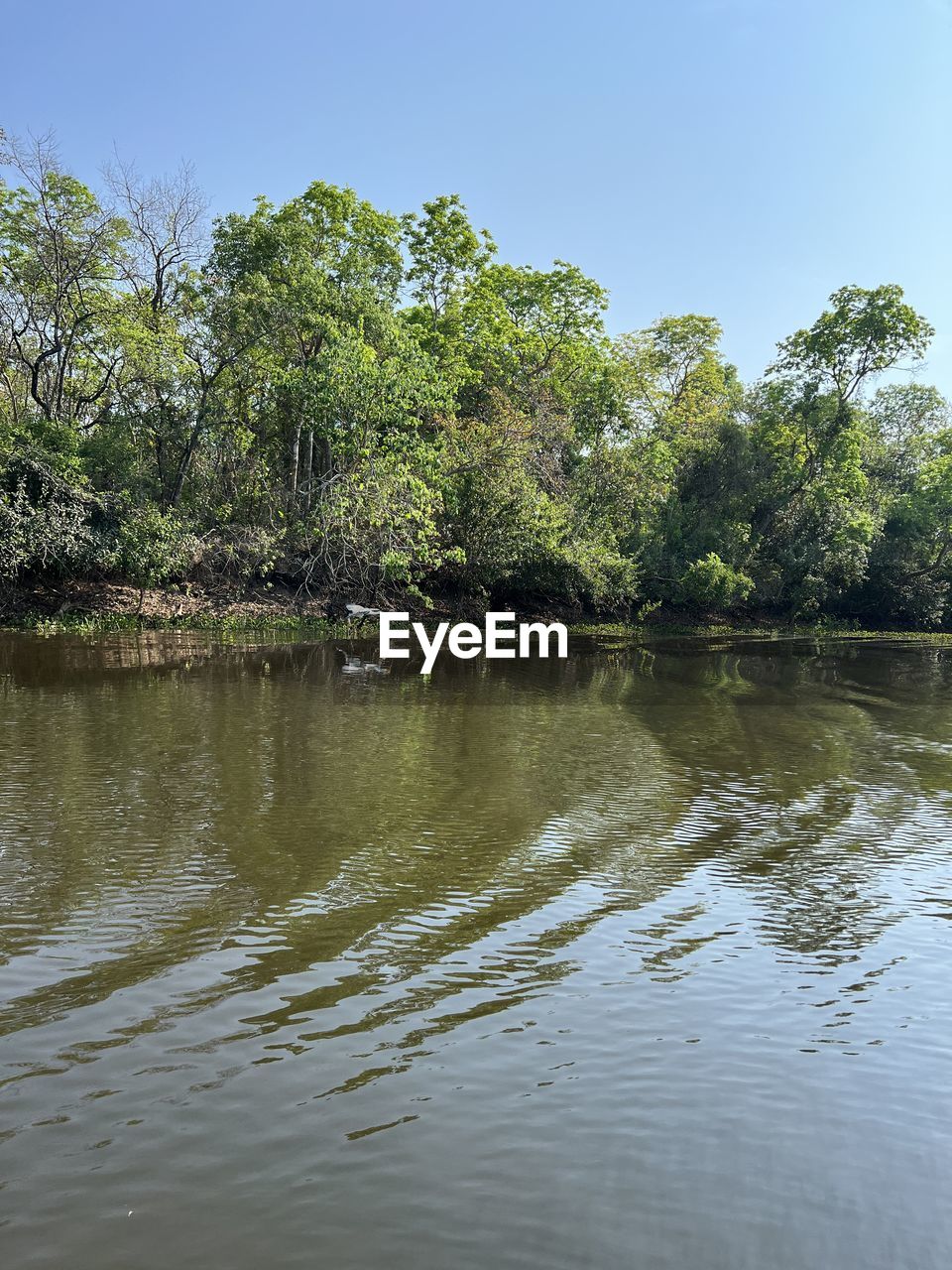 tree, plant, nature, reflection, water, green, no people, beauty in nature, day, leaf, sunlight, sky, growth, outdoors, tranquility, scenics - nature, land, river