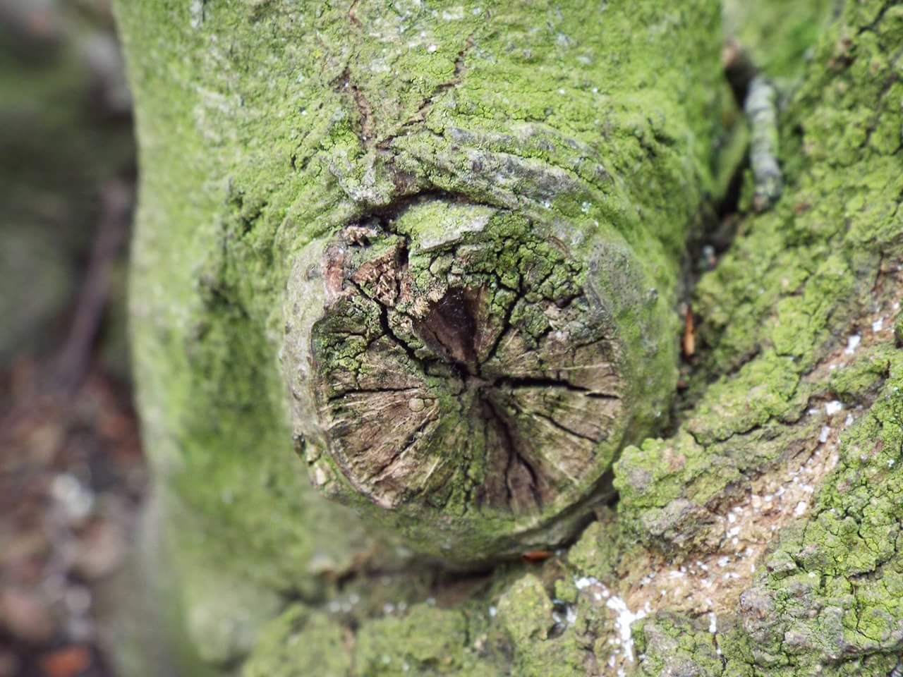 CLOSE-UP OF TREE TRUNK AGAINST PLANTS