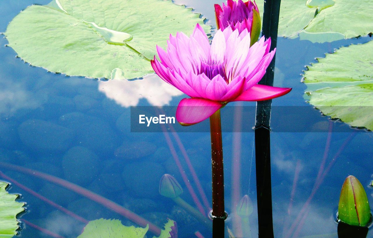 CLOSE-UP OF PINK LOTUS WATER LILY IN POND