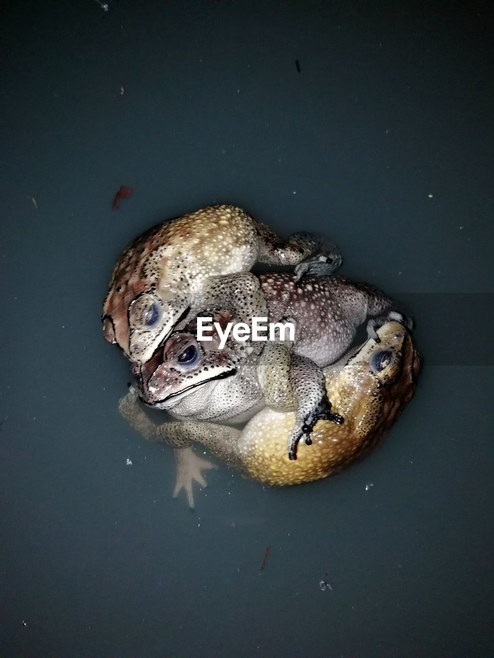 HIGH ANGLE VIEW OF FROG IN LAKE