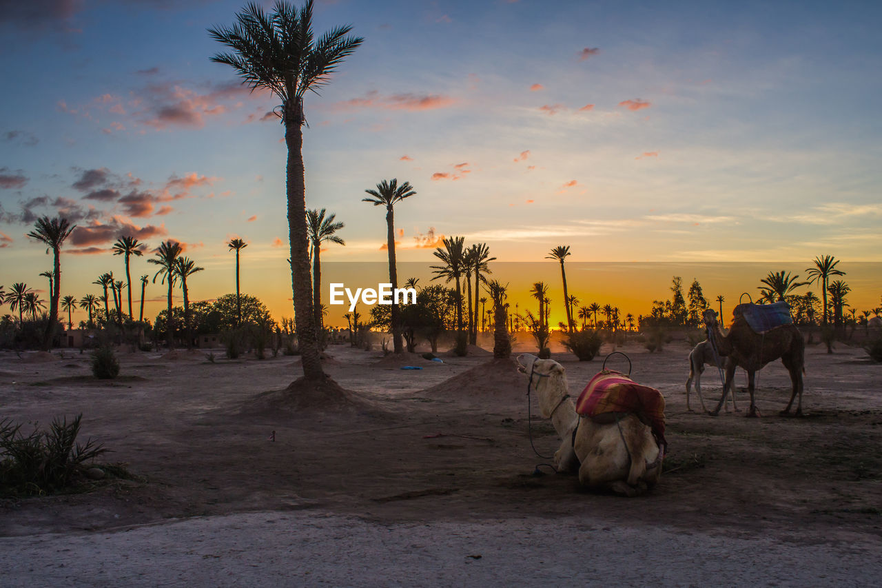 Camel siting on sand against sky during sunset