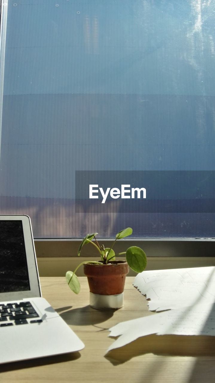 CLOSE-UP OF POTTED PLANT ON TABLE IN RESTAURANT