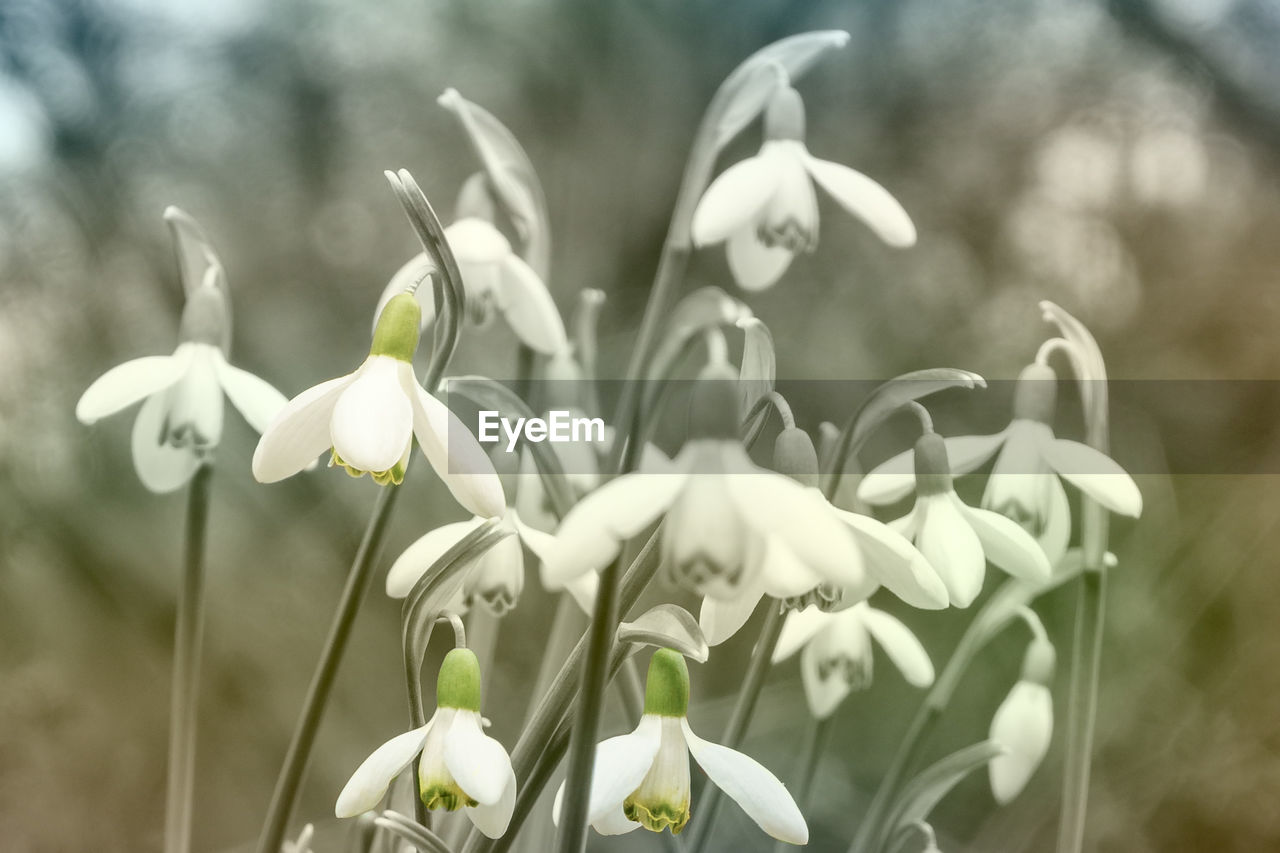 CLOSE-UP OF FLOWERS BLOOMING OUTDOORS