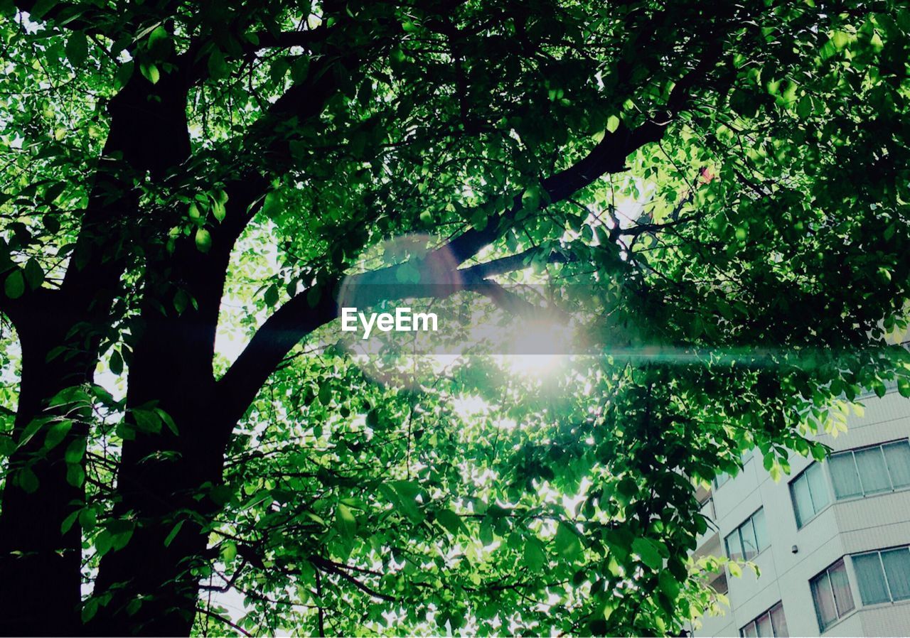 Low angle view of sunlight streaming through branches