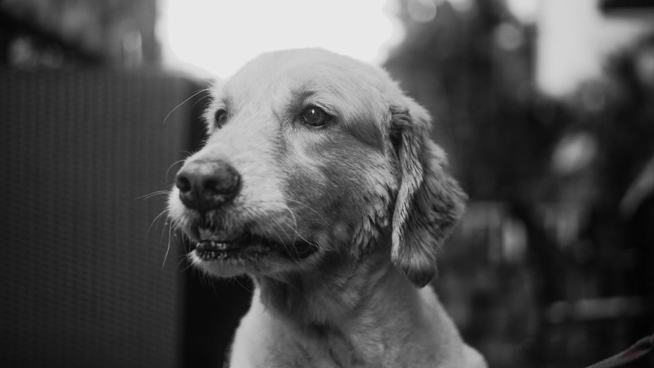 Close-up of dog