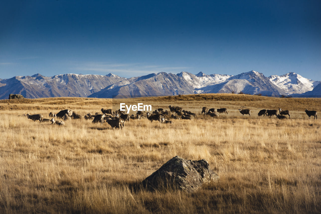 Mid distance view of sheep on grassy field against mountains
