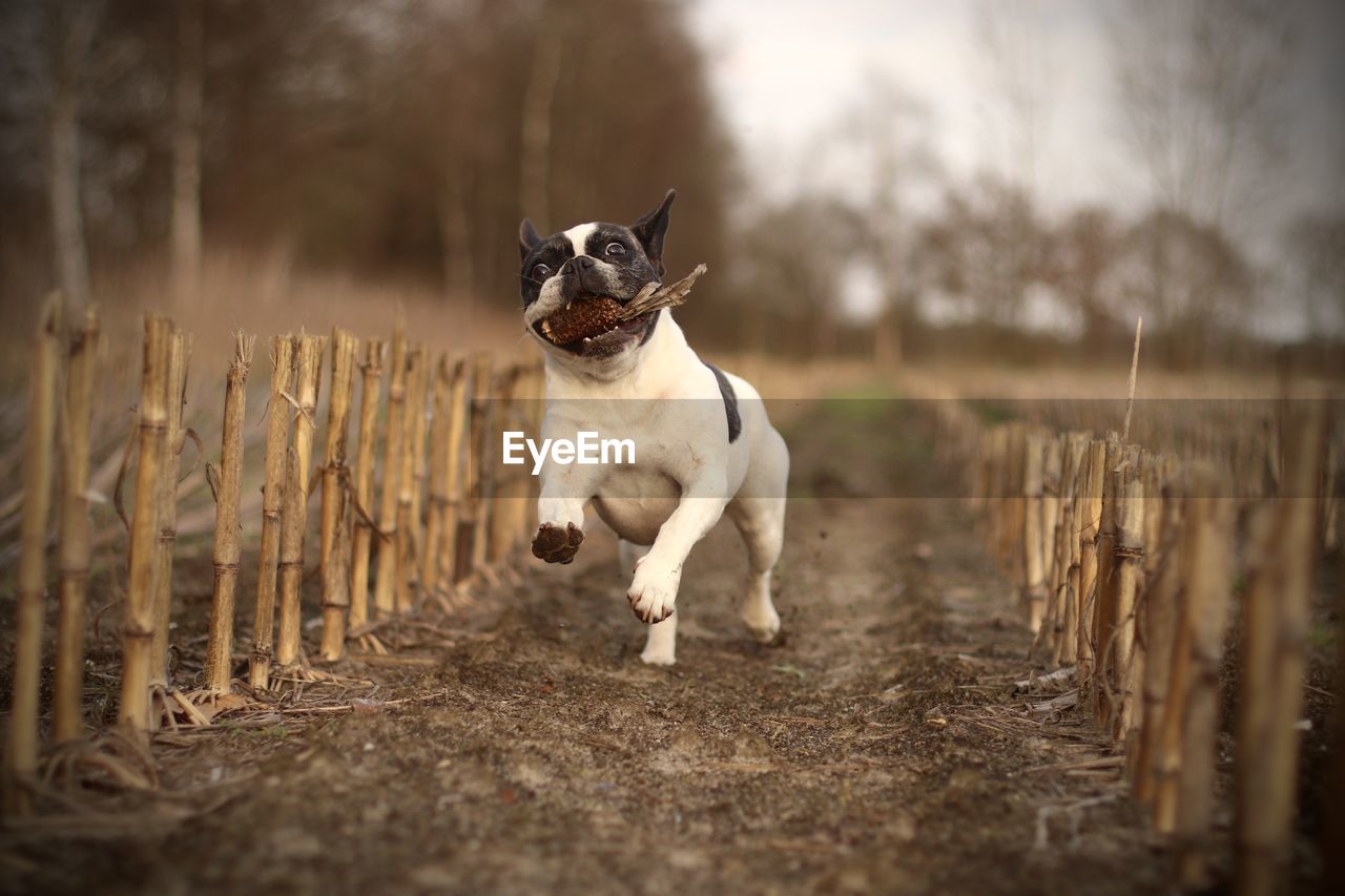 Dog carrying stick in mouth