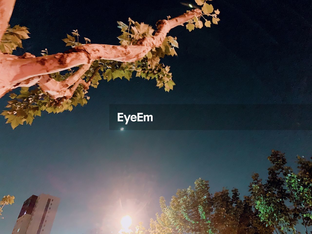 LOW ANGLE VIEW OF TREES AGAINST SKY DURING AUTUMN