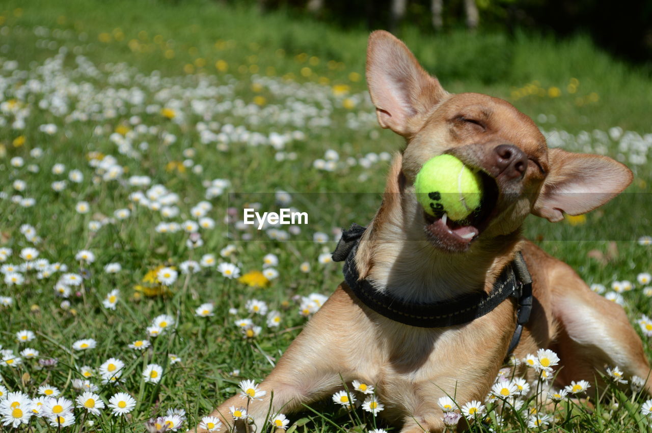 Close-up of a dog with ball on grass