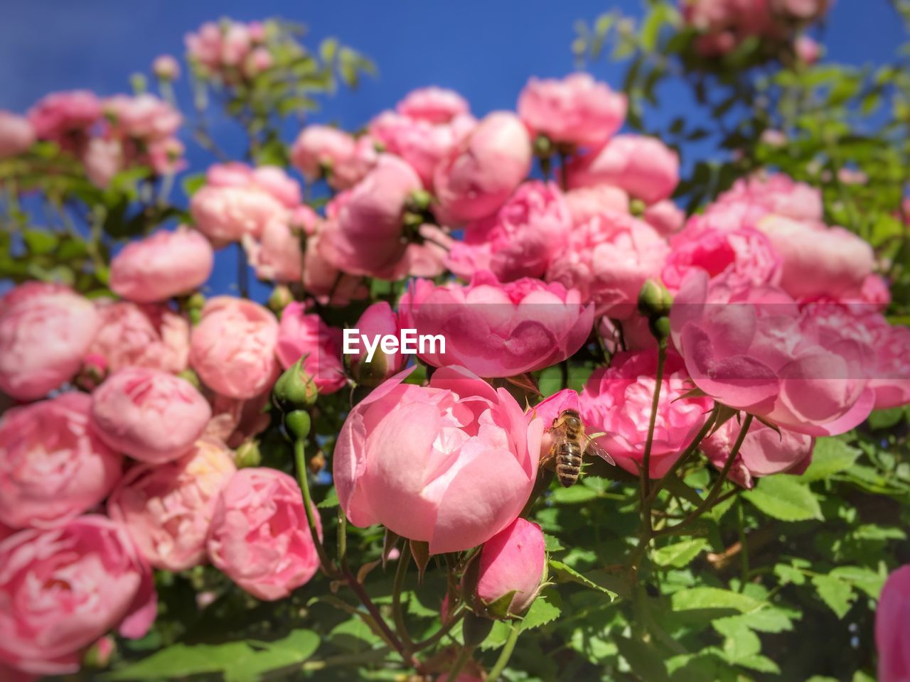 Close-up of pink flowers