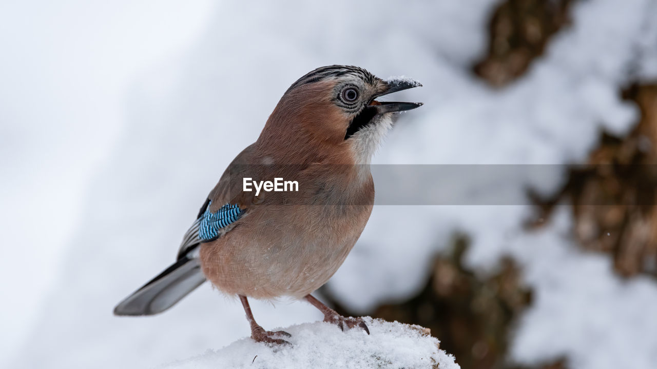 Close-up of a bird perching on snow 