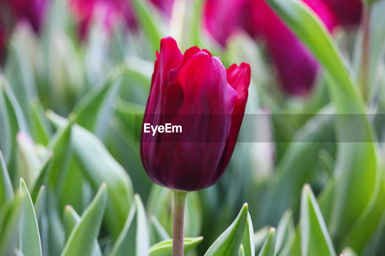 CLOSE-UP OF PURPLE TULIP