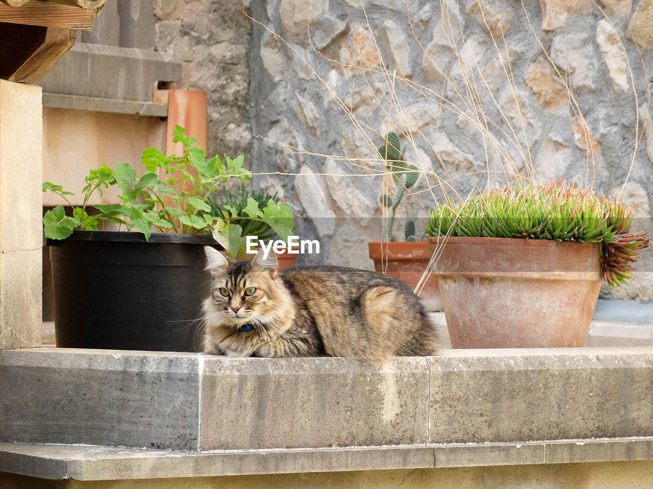 Cat relaxing by potted plant