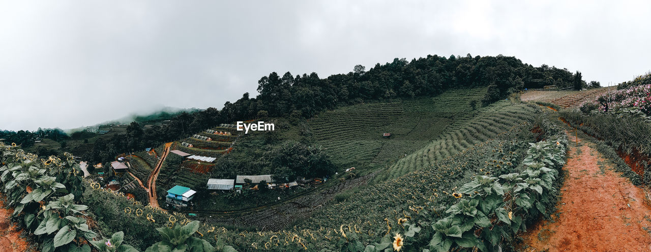 PLANTS GROWING ON FARM AGAINST SKY