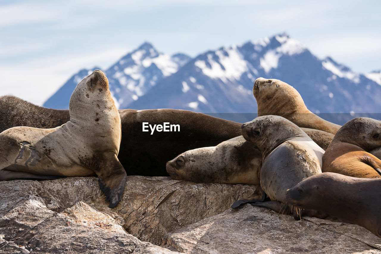 Seals relaxing on rock during winter