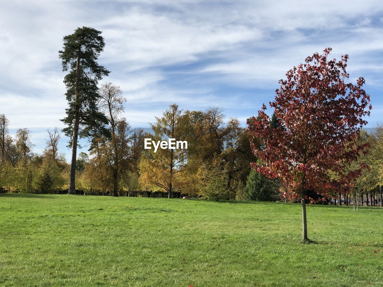 Trees on field against sky during autumn