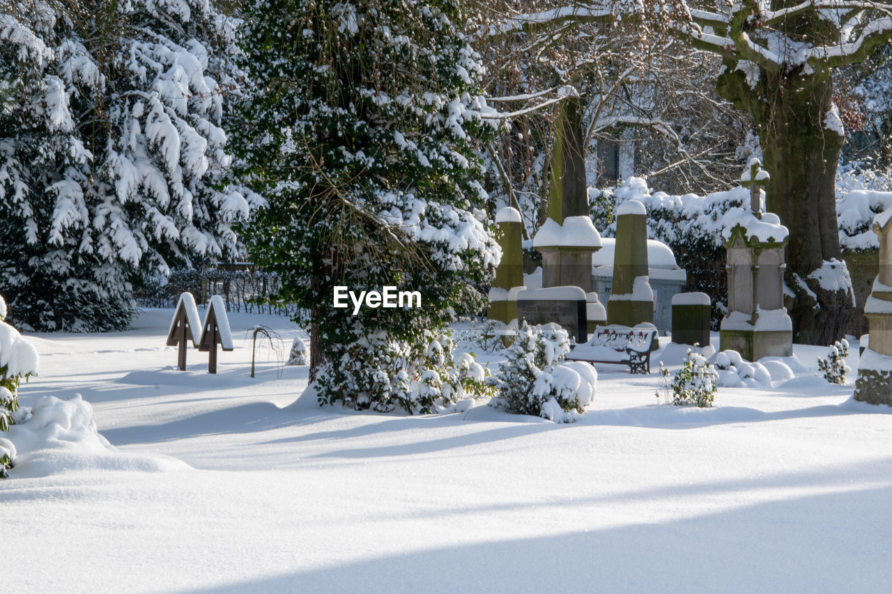 SNOW COVERED TREES IN CEMETERY