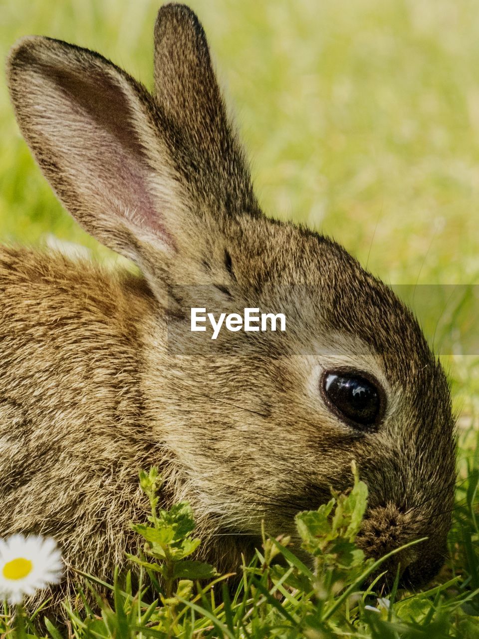 animal, animal themes, domestic rabbit, rabbits and hares, mammal, one animal, animal wildlife, rabbit, pet, hare, close-up, plant, grass, wildlife, no people, whiskers, nature, animal body part, day, outdoors, animal head, portrait, domestic animals, cute